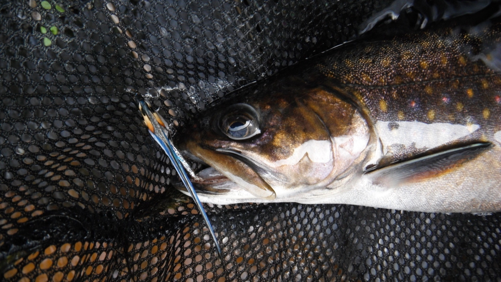 Brook Trout