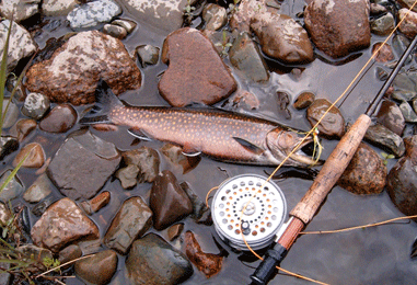 LaHave Brookie