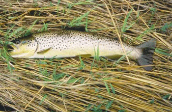 River Phillip Brown Trout