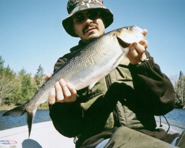 May Shad